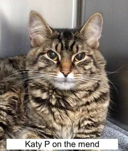 Katy P recovering at, I believe, the Humane Society of Richland County