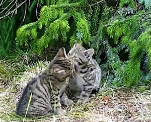Scottish wildcat kittens playing