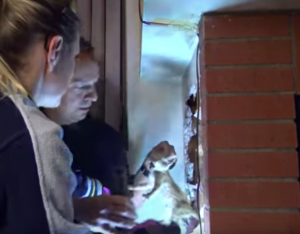 Kitten rescued from behind wall
