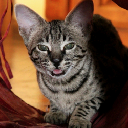 Cat playing in tunnel