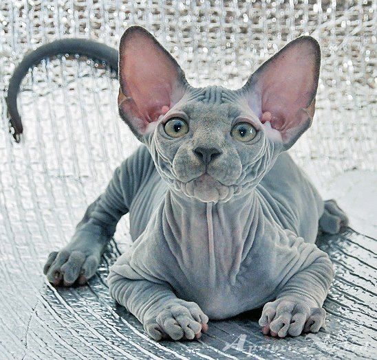 Picture of Sphynx cat