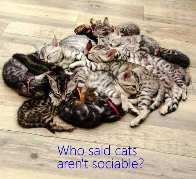 A lack of developed interpersonal emotions are a barrier to the sociable cat