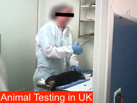 Animal testing UK