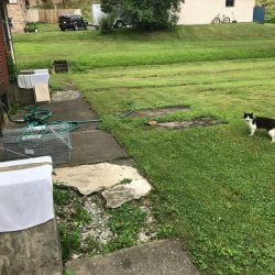 Borough ordinance on feeding feral cats