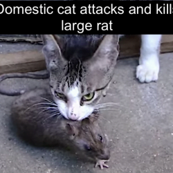 Cat attacks and kills large rat