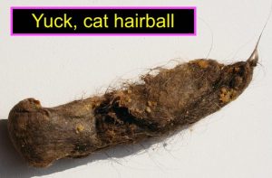 Cat hairball