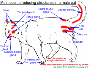 Cat scent glands locations