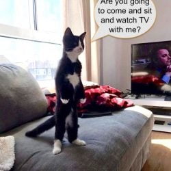 Cat showing she cares for her human companion