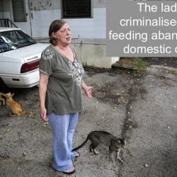 Lady charged for feeding cats