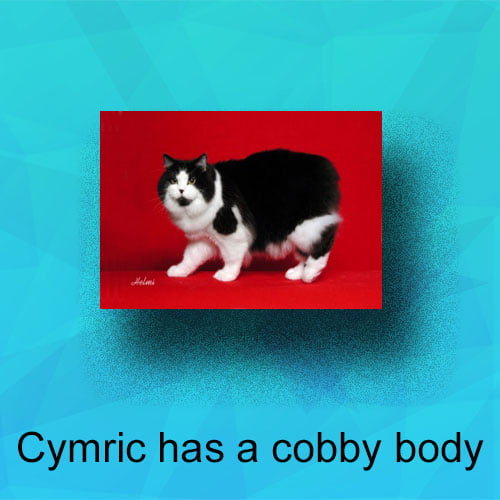 The Cymric cat has a cobby body