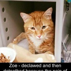 Detoothed cat because he bit because he was declawed