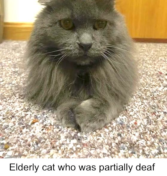 Elderly cat who was partially deaf