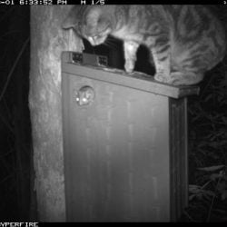 Feral cat hounding a Leadbeater's possum