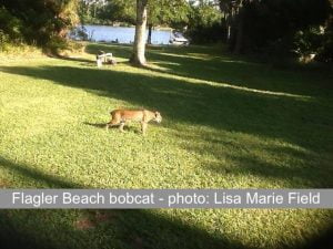 Flagler Beach bobcat