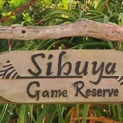 Lions ate rhino poachers