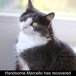 Handsome Marcello a cat abused recovered