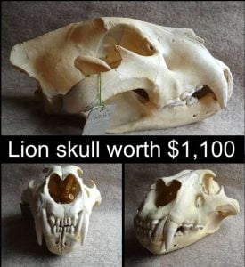Lion skull worth over $1000