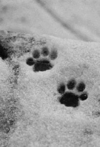 Pictures of cat paw prints