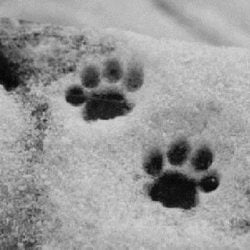 Pictures of cat paw prints