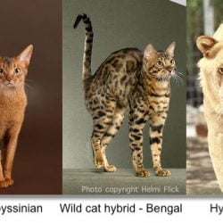 Comparing purebred and hybrid using cats