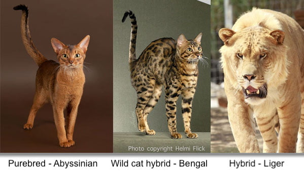 Comparing purebred and hybrid using cats