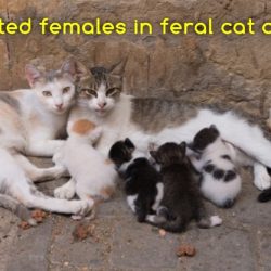 Related females in feral cat colony