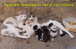 Related females in feral cat colony