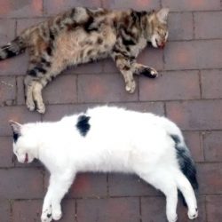 Cats found dead near high-rise flats