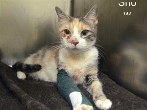 Injured cat needs new home