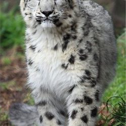 Snow leopard