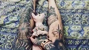 Tattooed Sphynx cat