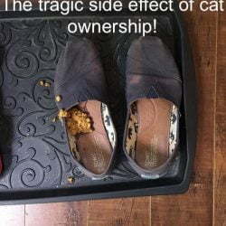 The tragic side effect of cat ownership