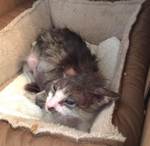 Jack the street cat transformed with TLC from Shadow Cats