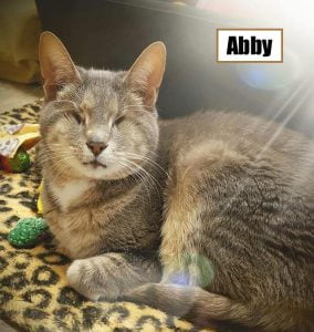 Abby - a 20-year-old blind cat abandoned by owners