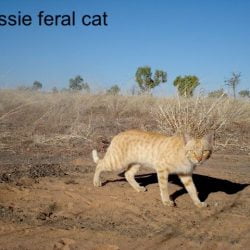 Aussie feral cat
