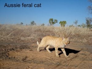 Aussie feral cat