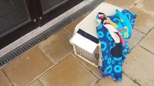 Beautiful cat dumped at shelter because she had diarrhoea