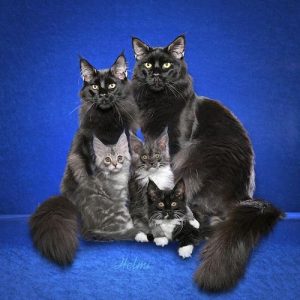 Black Maine Coon family