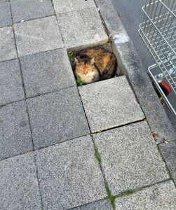 Cat curls up in hole in pavement and looks content but at the same time vulnerable.
