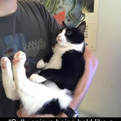 Cat enjoys being held like a baby