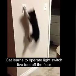Cat learns to operate wall-mounted light switch