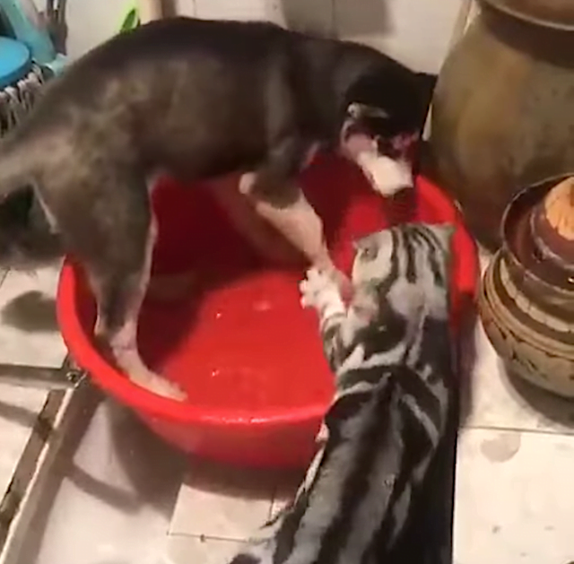 Cat tells off dog for making a mess