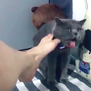 Cat tries to vomit after smelling woman's foot