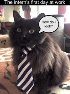 Cat's first day at work
