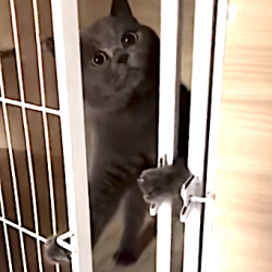Houdini cat unlocks cage door from inside