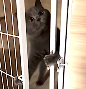 Houdini cat unlocks cage door from inside