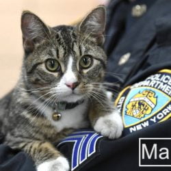 Martin NYPD 60th Precinct Dept Cat