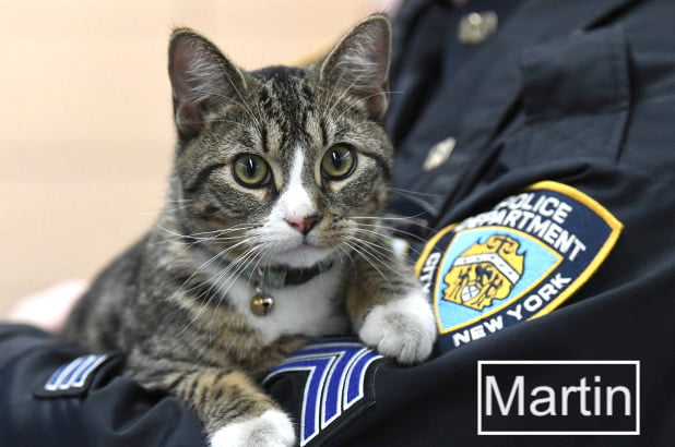 Martin NYPD 60th Precinct Dept Cat