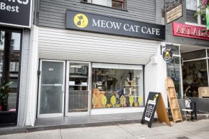 Meow Cat Café in Toronto