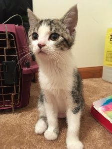 Nirvana - a wee female kitten who selected her human companion